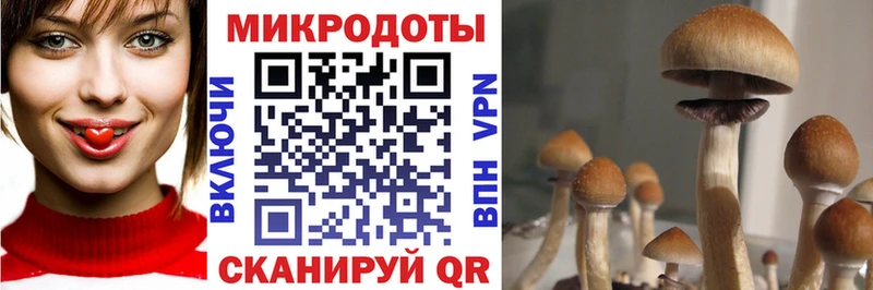как найти закладки Терек Галлюциногенные грибы прущие грибы